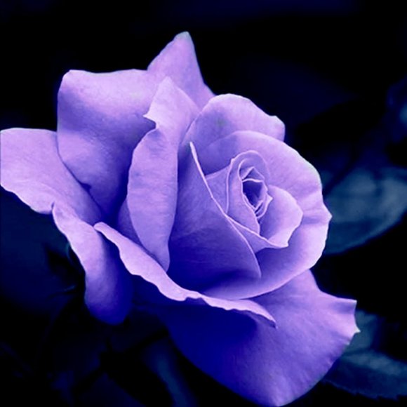 Meet your Posher, Elvia - Picture 2 of 3